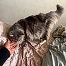 Ziggy joined the competition — help win amazing prizes! cat, long_hair, gray_fur, fluffy, pet, animal, couch, sofa, blanket, cushion, hand, human, indoors, home, furniture, tail, whiskers, affection, sitting, cozy