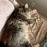 Ziggy is registered to the contest to win money with this photo: cat, fluffy_cat, gray_cat, white_fur, long_hair, sleeping, relaxed, lying_down, pet, animal, whiskers, ears, paws, belly, bed, blanket, bedroom, cozy, sunlight, indoor