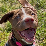 Lola May joined the competition — help win amazing prizes! dog, puppy, smiling, happy, tongue_out, outdoor, grass, collar, harness, brown_fur, white_markings, closeup, pet, canine, sunlight, playful, animal, cute, nature, joyful