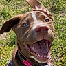 dog, puppy, smiling, happy, tongue_out, outdoor, grass, collar, harness, brown_fur, white_markings, closeup, pet, canine, sunlight, playful, animal, cute, nature, joyful