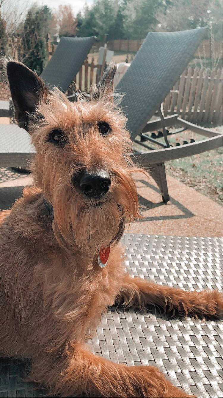 Shae is registered to the contest to win money with this photo: australian_silky_terrier, australian_terrier, berger_picard, cairn_terrier, canidae, carnivore, companion_dog, dog, dog_breed, fawn, glen_of_imaal_terrier, irish_terrier, mammal, norwich_terrier, rare_breed_dog, scottish_terrier, small_terrier, snout, terrier, vertebrate