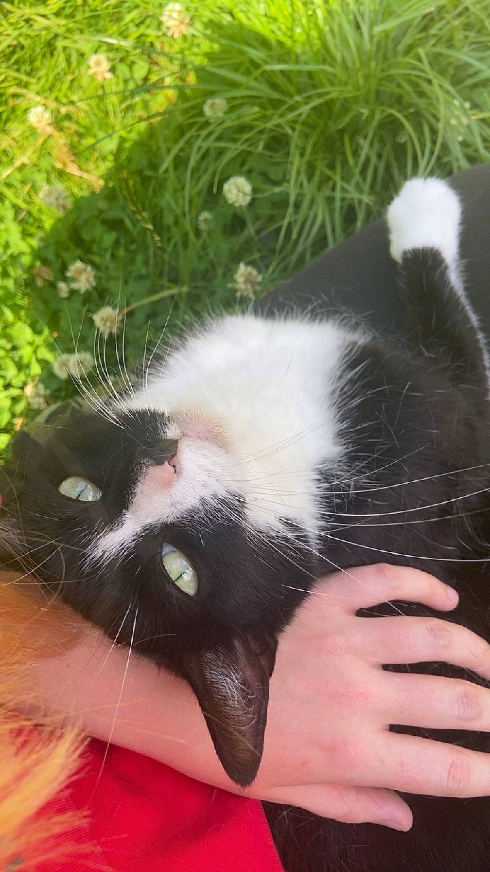 Winks joined the competition — help win amazing prizes! carnivore, cat, claw, felidae, foot, fur, grass, nail, paw, plant, small_to_medium_sized_cats, snout, tail, terrestrial_animal, thumb, whiskers