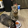 cat, tabby_cat, indoor, floor, food_bowl, kibble, pet, animal, eating, curious, household, trash_bin, radiator, drink_cup, wood_floor, domestic, two_cats, feline, pet_food, collar