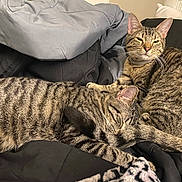 Lennox Leonidas joined the competition — help win amazing prizes! animal, blanket, cat, clothing, comfort, cozy, cute, domestic, ears, fur, indoor, pet, pile, relaxed, resting, sleeping, striped, tabby_cat, tail, whiskers