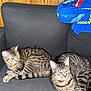 tabby_cat, cat, feline, pet, animal, striped_fur, couch, furniture, indoor, resting, relaxed, wooden_wall, blanket, blue_blanket, two_cats, domestic_cat, cozy, companion, living_room, cute