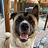 dog, akita, pet, animal, smiling, happy, outdoor, patio, fence, potted_plant, table, mosaic, wood, ear, collar, tongue, teeth, closeup, fur, tail