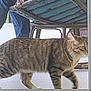 Duke is registered to the contest to win money with this photo: cat, tabby, animal, pet, walking, porch, glass_door, person, jeans, blue_shirt, wicker_chair, furniture, indoor, curious, striped, paws, floor, home, casual, relaxing