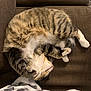 Duke is registered to the contest to win money with this photo: cat, tabby, sleeping, curled_up, feline, pet, indoor, cozy, couch, blanket, fur, whiskers, paw, relaxing, resting, domestic_animal, cute, striped, comfort, animal