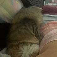 Duke is registered to the contest to win money with this photo: cat, fur, striped, curled_up, close_up, blurred, indoor, resting, person, arm, fabric, colorful, soft, pet, cozy, sleeping, striped_fur, white_fur, domestic_animal, feline
