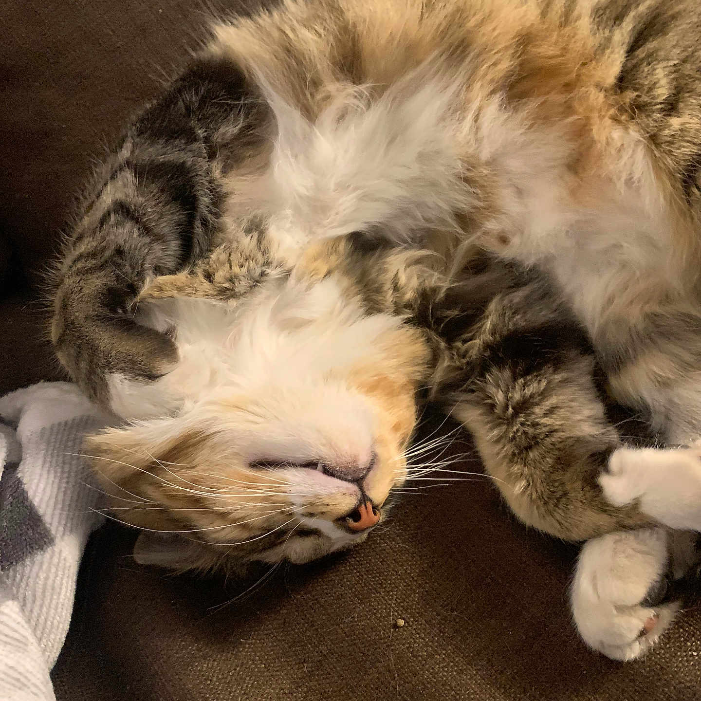 Duke joined the competition — help win amazing prizes! animal, brown, cat, closeup, couch, cozy, cute, domestic_cat, fluffy, fur, indoor, paws, pet, relaxed, resting, sleep, sleeping, tabby, upside_down, whiskers