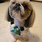 Banditto joined the competition — help win amazing prizes! adorable, animal, beige_floor, christmas_tree_ornament, companion, cute, dog, domestic_animal, festive_necklace, floor, fluffy, indoor, looking_up, pet, portrait, shih_tzu, small_dog, waiting, whiskers, young_dog