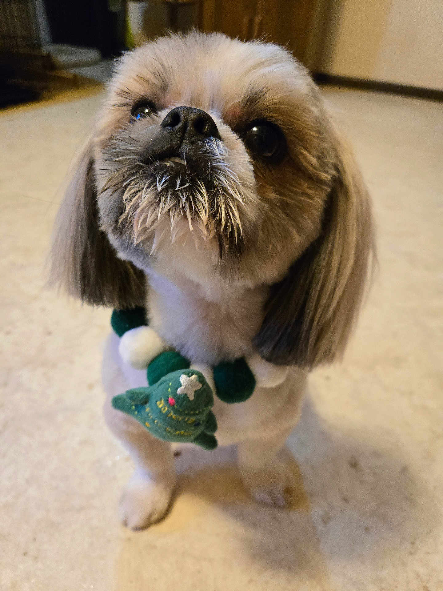 Banditto joined the competition — help win amazing prizes! adorable, animal, beige_floor, christmas_tree_ornament, companion, cute, dog, domestic_animal, festive_necklace, floor, fluffy, indoor, looking_up, pet, portrait, shih_tzu, small_dog, waiting, whiskers, young_dog