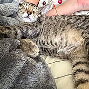 Taco Belle joined the competition — help win amazing prizes! cat, tabby, sleeping, cozy, blanket, furry, paw, striped, resting, indoor, pet, cute, relaxed, human_arm, fabric, soft, comfort, closeup, animal, nap