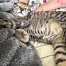 cat, tabby, sleeping, cozy, blanket, furry, paw, striped, resting, indoor, pet, cute, relaxed, human_arm, fabric, soft, comfort, closeup, animal, nap