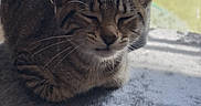 Taco Belle is registered to the contest to win money with this photo: cat, tabby, pet, animal, indoor, sunlight, window, feline, resting, sleeping, cozy, fur, whiskers, ears, cat_tree, home, relaxing, daylight, cute, nap