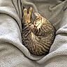 Taco Belle joined the competition — help win amazing prizes! cat, tabby_cat, sleeping, resting, pet, feline, animal, cozy, blanket, soft, fur, cute, domestic_animal, relaxing, bed, indoor, comfortable, peaceful, nap, warm