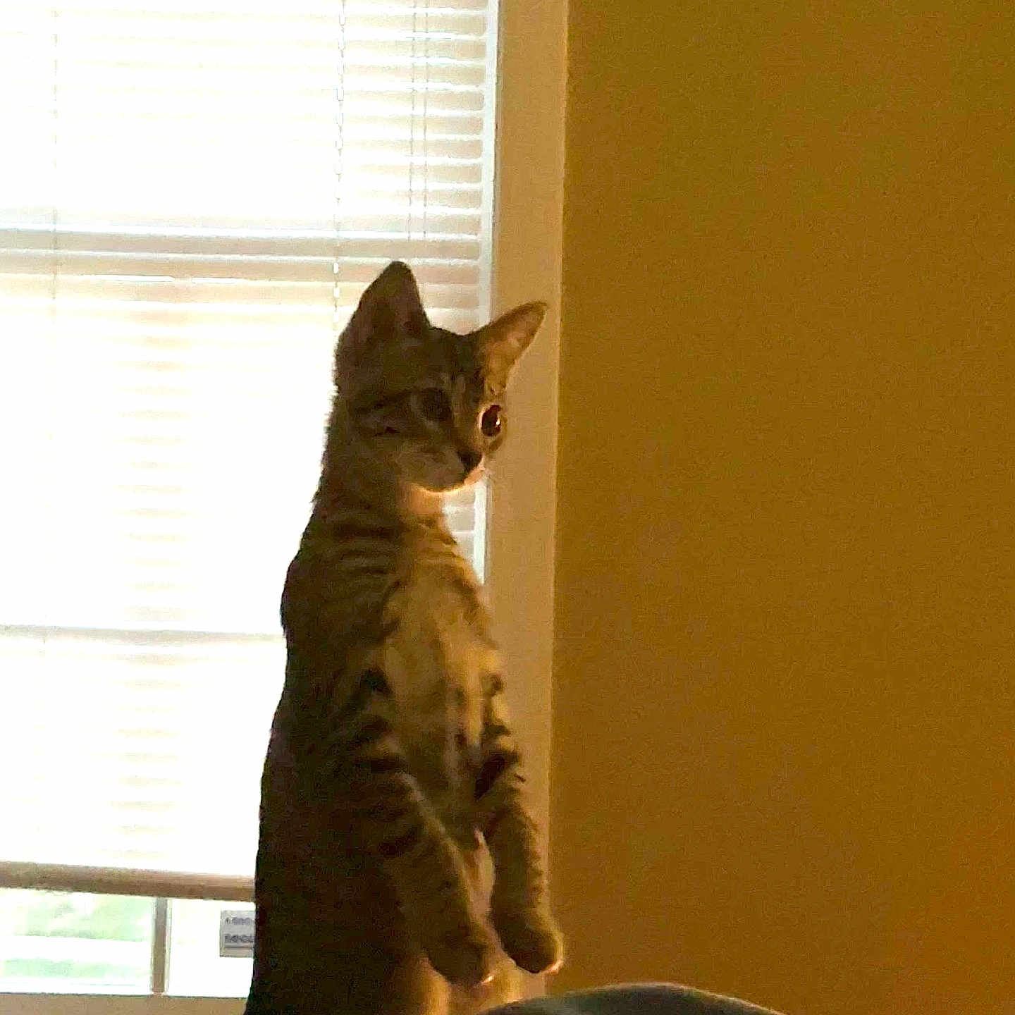 Taco Belle joined the competition — help win amazing prizes! cat, tabby, standing, window, blinds, indoor, silhouette, curious, pet, animal, feline, yellow_wall, sunlight, shadow, alert, home, cozy, bed, blanket, quiet
