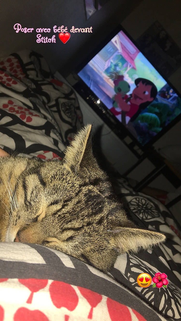 Roan participe au concours pour gagner de l'argent avec cette photo : carnivore, cat, claw, comfort, display_device, domestic_short_haired_cat, felidae, font, fur, linens, nap, pattern, paw, room, sleep, small_to_medium_sized_cats, snout, tail, whiskers, wildlife