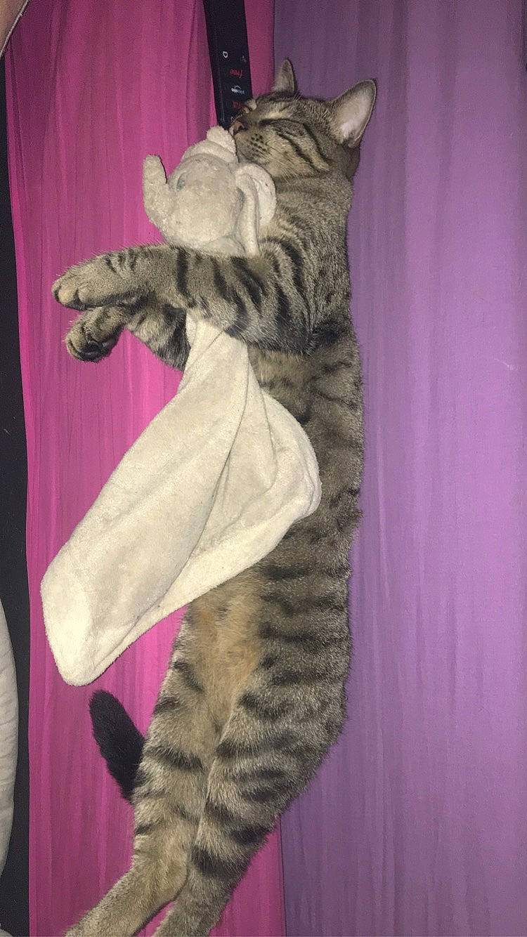 Roan participe au concours pour gagner de l'argent avec cette photo : art, big_cats, carnivore, cat, felidae, fur, gesture, magenta, mythical_creature, pattern, pink, purple, small_to_medium_sized_cats, snout, stuffed_toy, tail, terrestrial_animal, toy, vertebrate, whiskers