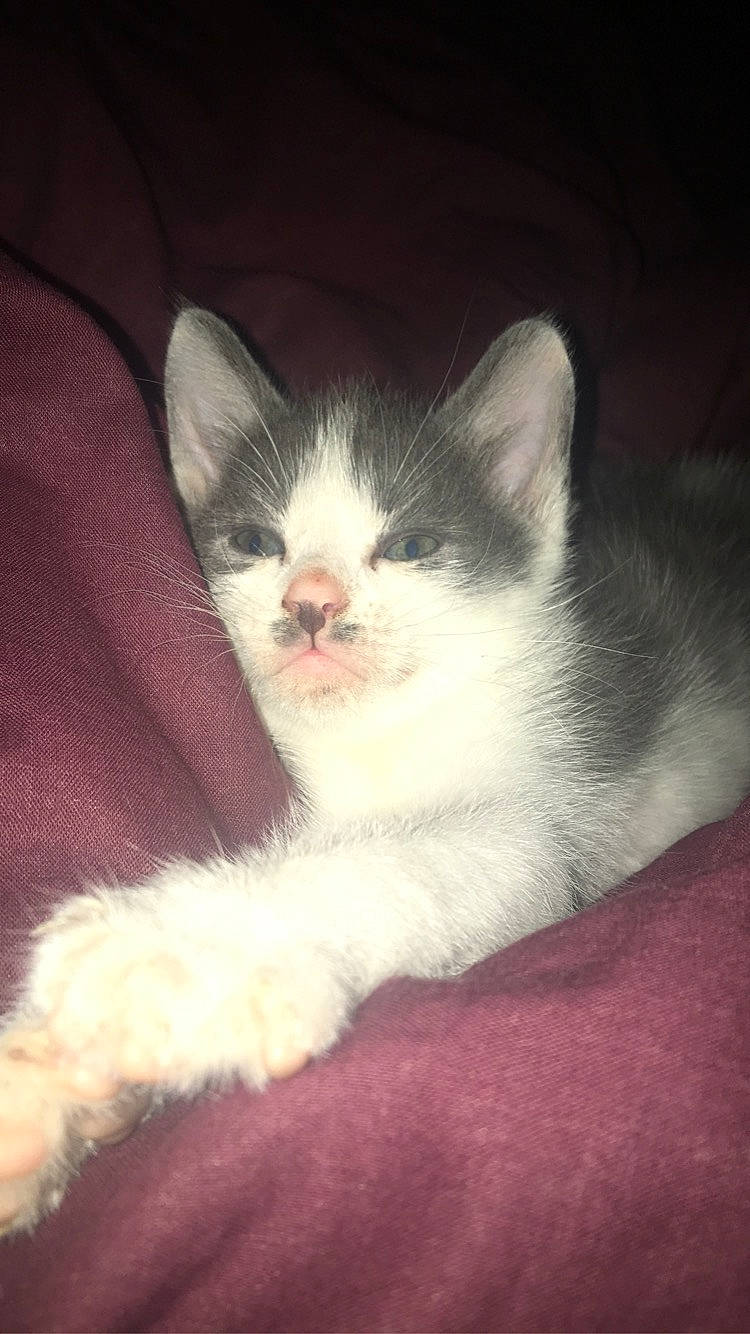 Riwan a rejoint le concours — aidez-le/la à gagner de superbes lots ! art, carnivore, cat, cloud, comfort, domestic_short_haired_cat, ear, eye, felidae, foot, fur, meteorological_phenomenon, nap, paw, sky, small_to_medium_sized_cats, snout, tail, whiskers, window