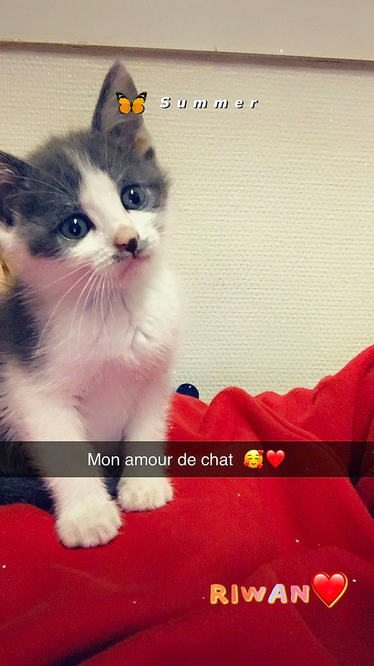 Riwan participe au concours pour gagner de l'argent avec cette photo : box, carnivore, cat, claw, domestic_short_haired_cat, felidae, font, foot, fur, paw, photo_caption, rectangle, sitting, small_to_medium_sized_cats, snout, square, tail, whiskers