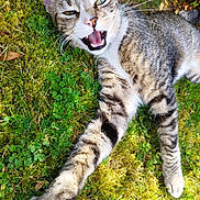 Tigrou a rejoint le concours — aidez-le/la à gagner de superbes lots ! animal, cat, closeup, daylight, ears, feline, fur, grass, greenery, moss, mouth_open, nature, outdoor, paw, pet, playful, stretching, tabby_cat, whiskers, wildlife