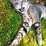 animal, cat, closeup, daylight, ears, feline, fur, grass, greenery, moss, mouth_open, nature, outdoor, paw, pet, playful, stretching, tabby_cat, whiskers, wildlife