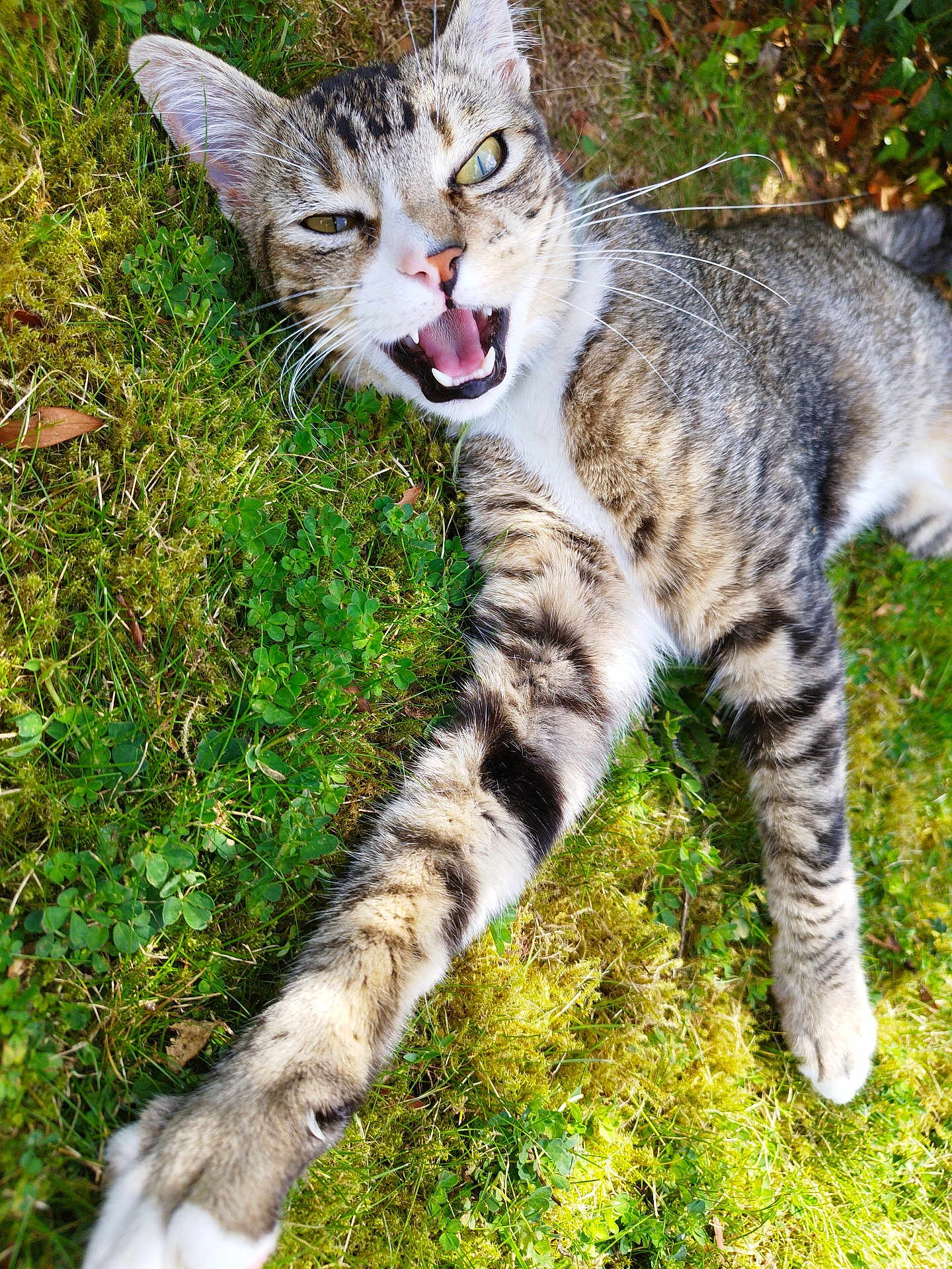Tigrou
