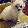 kitten, cat, blue_eyes, fluffy, small, curious, chair, green_chair, indoor, pet, animal, cute, feline, whiskers, fur, domestic_cat, young_cat, sitting, looking, cozy
