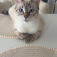 Spirou participe au concours pour gagner de l'argent avec cette photo : animal, blue_eyes, calm, cat, chair, closeup, cozy, curious, domestic_cat, feline, fur, home, indoor, looking, paws, pet, placemat, sitting, table, whiskers