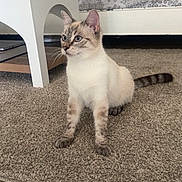 Spirou participe au concours pour gagner de l'argent avec cette photo : cat, blue_eyes, carpet, living_room, couch, pillow, furniture, pet, animal, indoor, curious, sitting, beige, striped_tail, ears, whiskers, floor, home, cozy, domestic