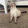 cat, blue_eyes, carpet, living_room, couch, pillow, furniture, pet, animal, indoor, curious, sitting, beige, striped_tail, ears, whiskers, floor, home, cozy, domestic