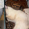 cat, tortoise, terrarium, wood_chips, glass, indoor, pet, animal, curious, white_cat, reptile, shell, wooden_hideout, closeup, feline, small_animals, cozy, companion, interaction, home