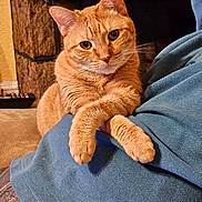 Duncan joined the competition — help win amazing prizes! animal, cat, comfort, cozy, cute, domestic_cat, fireplace, fur, home, indoor, lap, mammal, orange_tabby, paws, person, pet, relaxed, resting, warm, whiskers