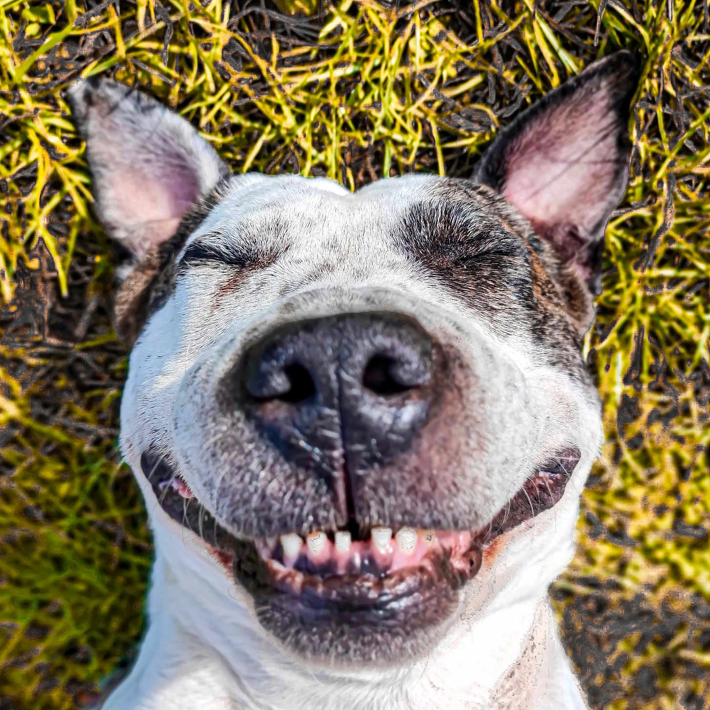 Pako participe au concours pour gagner de l'argent avec cette photo : animal, bodypart, bostonbull, boxer, bulldog, canine, dog, frenchbulldog, grass, hound, mouth, nature, person, pet, pitbull, plant, puppy, snout, teeth, whitedog