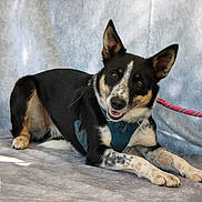 Skylla participe au concours pour gagner de l'argent avec cette photo : dog, canine, pet, black_coat, white_coat, tan_coat, lying_down, harness, leash, smiling, ears_up, indoor, portrait, animal, friendly, looking_at_camera, furry, four_legs, domestic_animal, background