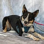 dog, canine, pet, black_coat, white_coat, tan_coat, lying_down, harness, leash, smiling, ears_up, indoor, portrait, animal, friendly, looking_at_camera, furry, four_legs, domestic_animal, background