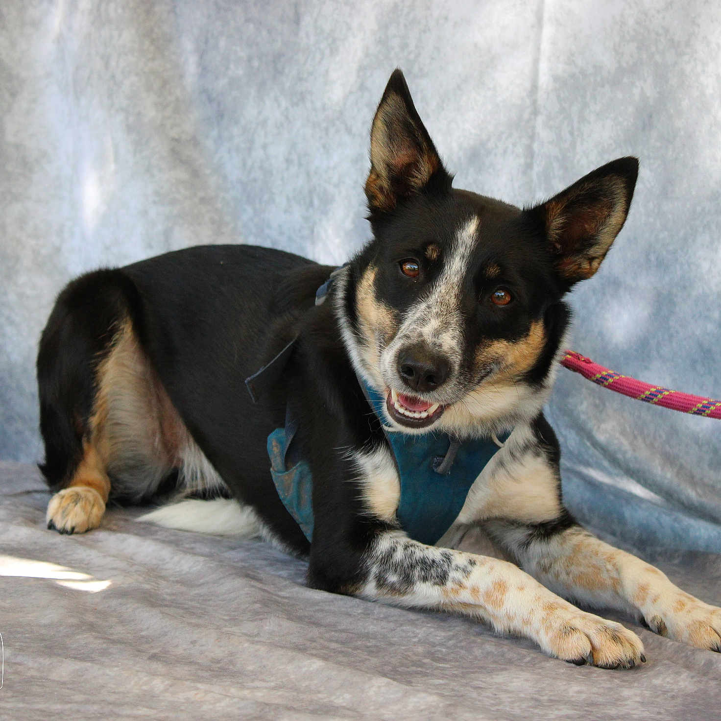 Skylla participe au concours pour gagner de l'argent avec cette photo : animal, background, black_coat, canine, dog, domestic_animal, ears_up, four_legs, friendly, furry, harness, indoor, leash, looking_at_camera, lying_down, pet, portrait, smiling, tan_coat, white_coat