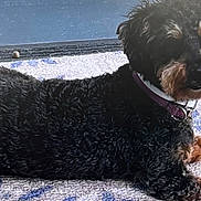 Lola is registered to the contest to win money with this photo: animal, black_dog, brown_dog, canine, collar, curious, curly_fur, dog, ears, fur, grass, lying_down, muzzle, outdoor, patterned_rug, paws, pet, relaxed, rug, side_view