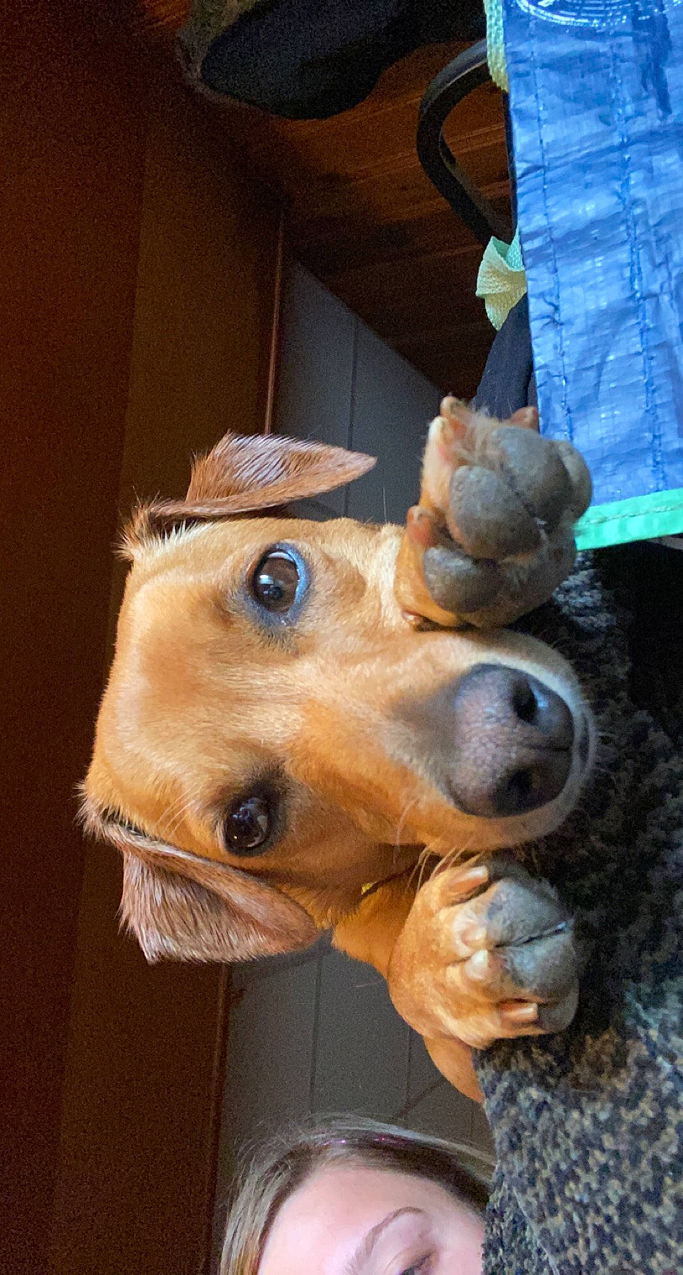 Coco is registered to the contest to win money with this photo: airedale_terrier, canidae, carnivore, companion_dog, costume, dog, dog_breed, ear, fawn, fur, hat, jaw, personal_protective_equipment, selfie, snout, sporting_group, stuffed_toy, suidae, whiskers, working_animal