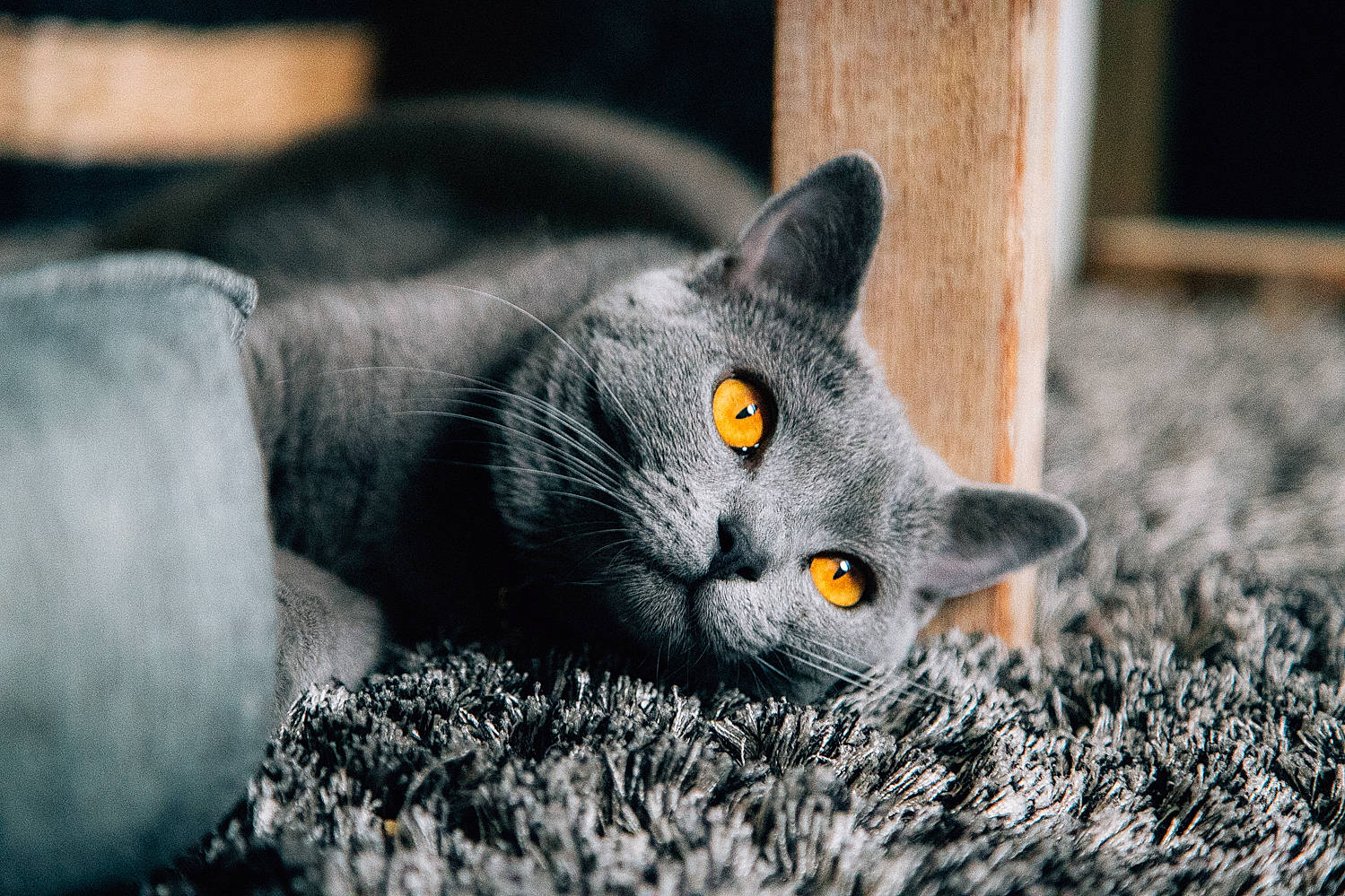 Michelle a rejoint le concours — aidez-le/la à gagner de superbes lots ! black_cat, carnivore, cat, close_up, domestic_short_haired_cat, felidae, fur, grass, grey, iris, monochrome_photography, russian_blue, small_to_medium_sized_cats, snout, tail, tree, vegetable, whiskers, wildlife, window