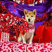 Ahkira is registered to the contest to win money with this photo: dog, shiba_inu, puppy, valentines_day, red_bow, heart_pattern, decorations, tinsel, pink_blanket, festive, cute, pet, holiday, celebration, indoors, portrait, name_tag, red_hearts, colorful, adorable
