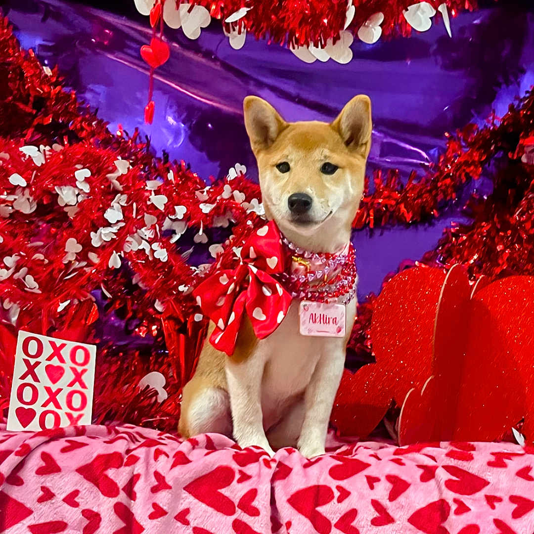 Ahkira is registered to the contest to win money with this photo: dog, shiba_inu, puppy, valentines_day, red_bow, heart_pattern, decorations, tinsel, pink_blanket, festive, cute, pet, holiday, celebration, indoors, portrait, name_tag, red_hearts, colorful, adorable