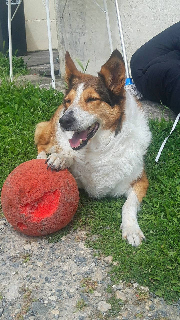 Jamaïca a rejoint le concours — aidez-le/la à gagner de superbes lots ! ancient_dog_breeds, ball, canidae, carnivore, chair, collar, companion_dog, dog, dog_breed, dog_supply, foot, grass, herding_dog, plant, snout, sporting_group, tail, whiskers, working_dog