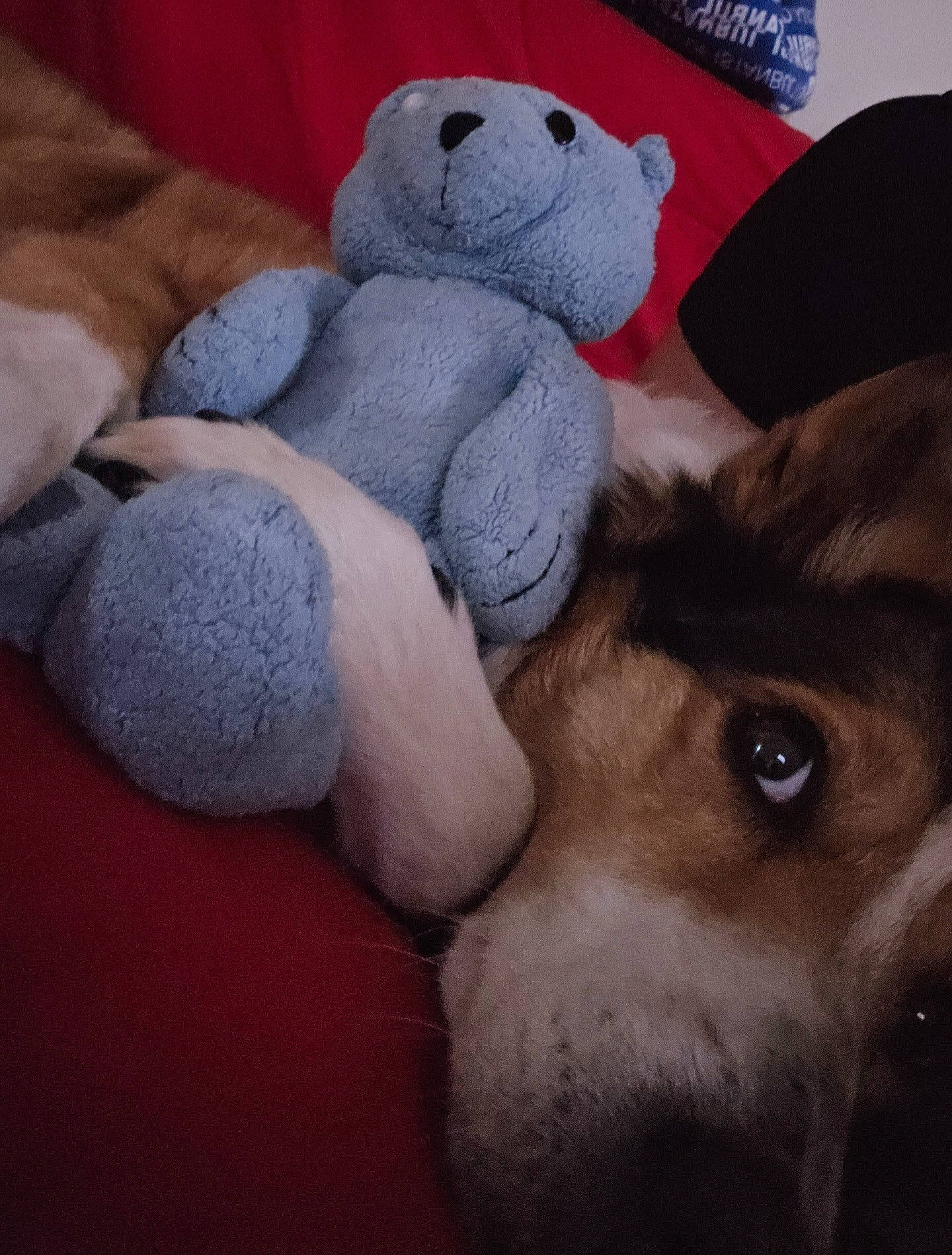 Jamaïca participe au concours pour gagner de l'argent avec cette photo : animal, beagle, bed, blanket, canine, chair, couch, cushion, dog, furniture, homedecor, hound, person, pet, plush, puppy, sleeping, snout, teddybear, toy