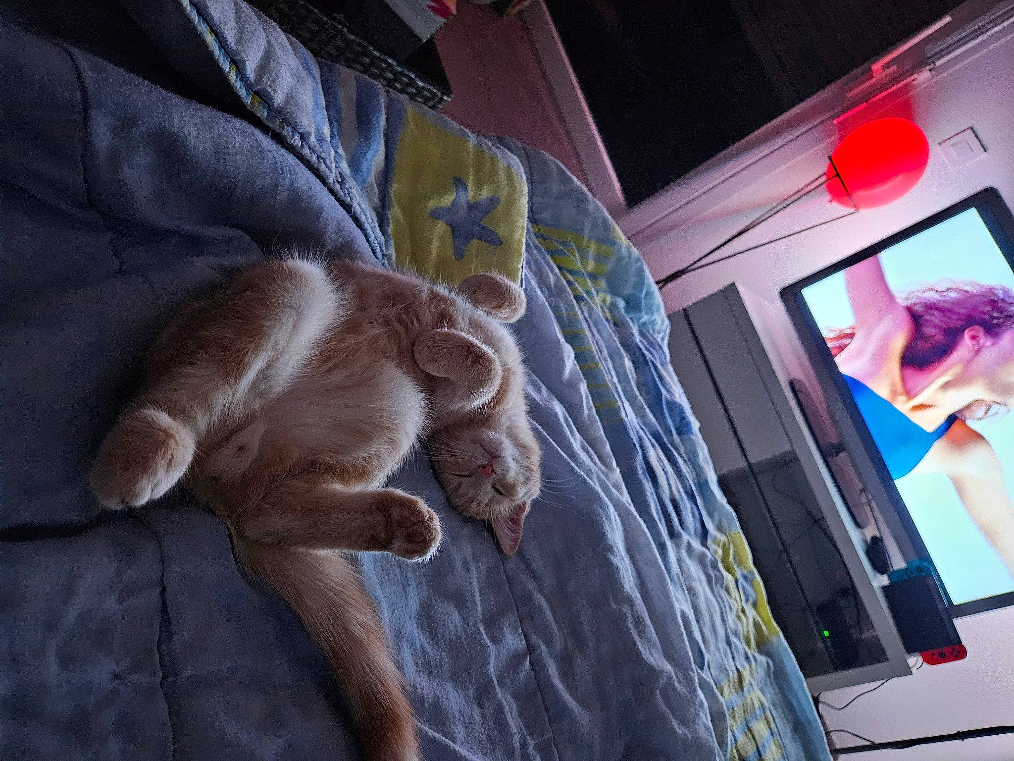 Cookie a rejoint le concours — aidez-le/la à gagner de superbes lots ! art, automotive_design, claw, comfort, companion_dog, display_device, dog_breed, domestic_short_haired_cat, felidae, fur, linens, magenta, publication, room, small_to_medium_sized_cats, tail, visual_arts, whiskers, wood