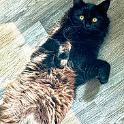 Gilbert joined the competition — help win amazing prizes! black_cat, cat, fluffy, pet, animal, feline, lying_down, wooden_floor, sunlight, indoor, relaxed, golden_eyes, whiskers, fur, closeup, domestic_cat, laying, cute, mammal, resting