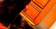 Gilbert is registered to the contest to win money with this photo: animal, black_cat, cat, close_up, cozy, curious, domestic_animal, eyes, feline, fluffy, furniture, indoor, lying_down, orange, orange_blanket, pet, tail, texture, warm_lighting, wooden_dresser