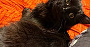 Gilbert is registered to the contest to win money with this photo: animal, bed, black_cat, cat, closeup, cozy, curious, cute, domestic_animal, eyes, feline, fur, household, indoor, looking, orange_blanket, pet, portrait, resting, whiskers