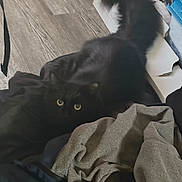 Gilbert joined the competition — help win amazing prizes! animal, black_cat, blurred_motion, cat, clothing, cozy, curious, cute, domestic, flooring, furniture, furry, indoor, pet, pile, soft, tail, textile, wood_floor, yellow_eyes